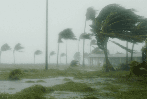 Hurricane Season - Grey sky with palm trees blowing in the strong wind